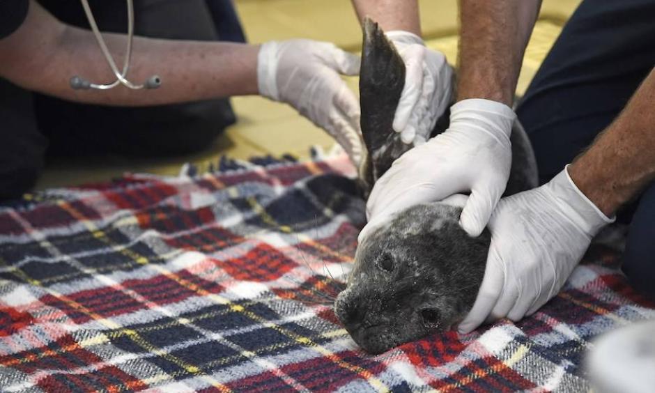A sickly seal pup is examined at California's Pacific Marine Mammal Center during the last big marine heat wave in the region, in 2015. During that ocean heat wave, a record numbers of starving baby sea lions also washed ashore. Now another is building off the coast. Photo: Robyn Beck, AFP/Getty Images