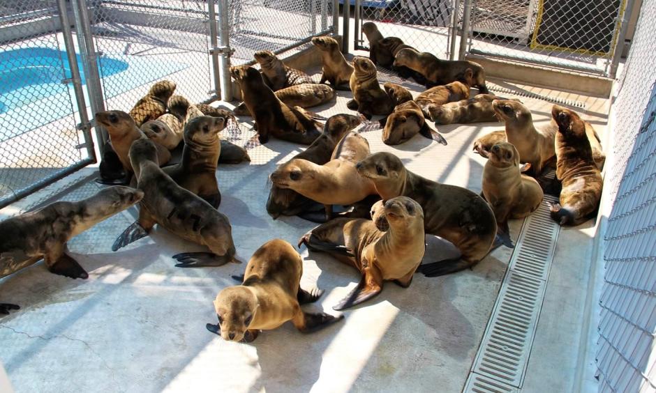 Emaciated juvenile sea lions undergoing rehabilitation at the Marine Mammal Center in California. Their plight is thought to have been triggered by the unusually warm water conditions that persist in the coastal Pacific Ocean, upsetting the usual food web upon which sea lions and other wildlife depend. Photo: NOAA Fisheries