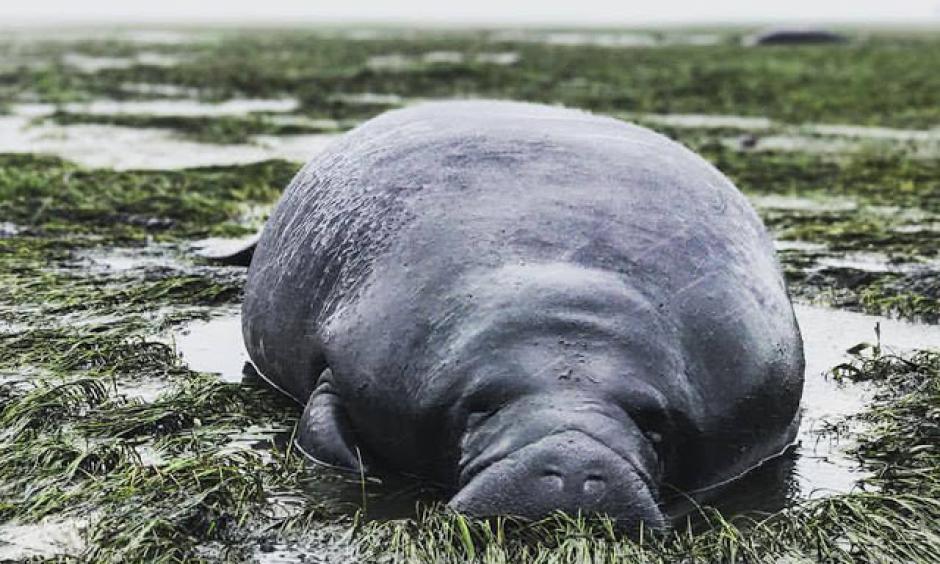 Marine animals, like manatee, became stranded as Irma pushed water away from Florida's west coast on Sunday, producing negative storm surges. Photo: Michael Sechler/ Facebook