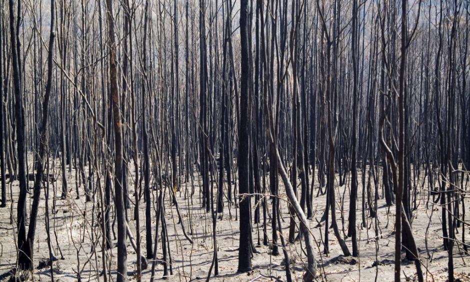 Tasmania has for the past two weeks experienced multiple wildfires that have threatened even UNESCO World Heritage protected forests. Photo: Shutteshock