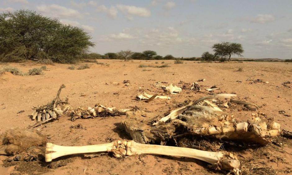 The carcass of a camel in Somaliland where the drought has killed 80 percent of the livestock. Photo: France 24