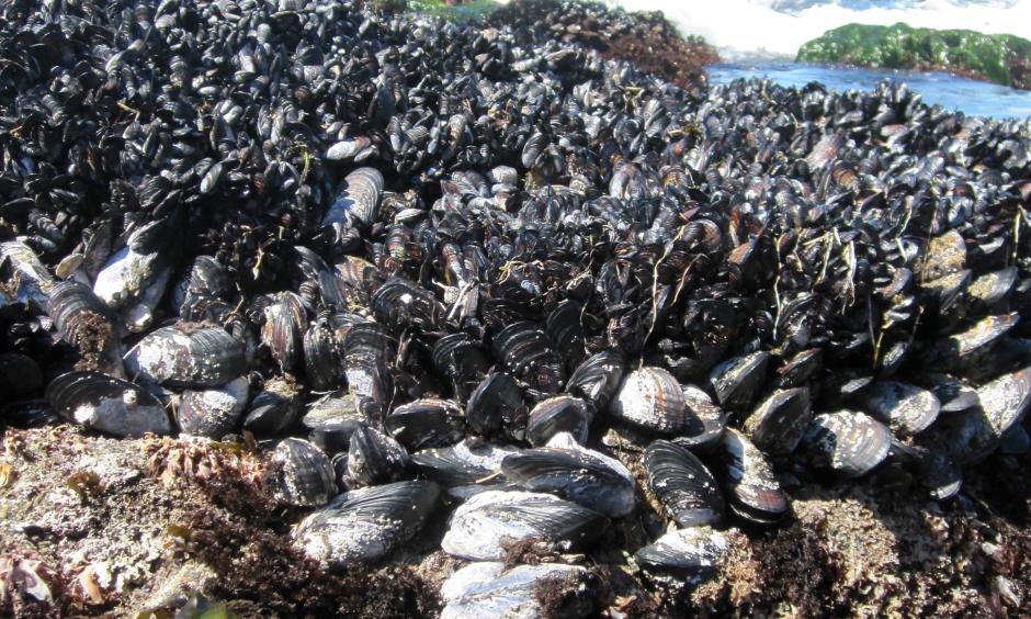 Mussel beds at Bodega Marine Reserve. Photo: Laura Jurgens