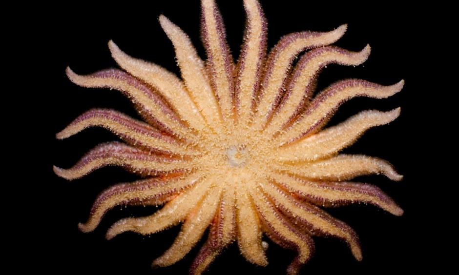 Biologist Jackie Hildering says sun flower sea stars are the species she's seen most affected by sea star-associated densovirus. Photo: Brian Gratwicke, flickr