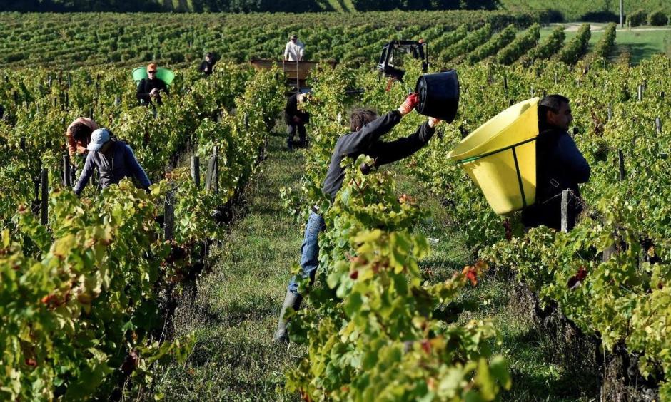 Workers harvest grapes in a vineyard at the chateau les Jonqueyres winemaker, near Bordeaux,