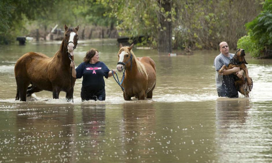 Rhonda Burnett rescues her horses from her home on Citation Drive in Garfield, Texas, while Lee Hays helps a neighbor's dog on Saturday. Dozens of homes on the street, on the banks of the Colorado River, were flooded. (Jay Janner / Austin American-Statesman)