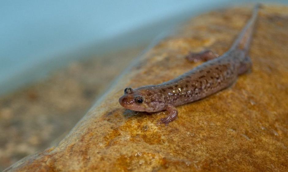 A seal salamander rests on a rock in an artificial stream system at the Tennessee Aquarium Conservation Institute. Credit: Casey Phillips, Tennessee Aquarium