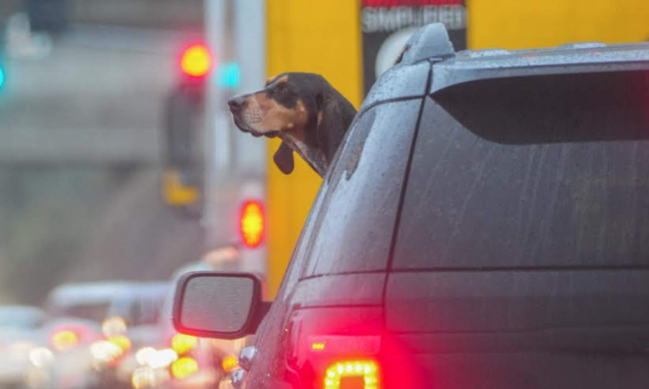 Rain wasn't bothering this hound as he was riding on Highway 108 near Lime Kiln Road. Photo: Maggie Beck, Union Democrat