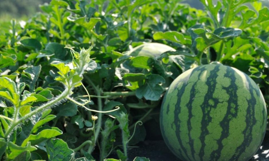 The first sighting of downy mildew on South Carolina watermelons for 2017 was reported in Charleston County on Monday. Photo: Denise Attaway, Clemson University