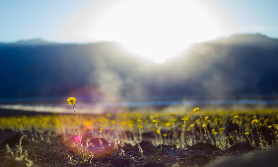 Wildflowers are shown along Badwater Road in Death Valley National Park, Calif., on Saturday, Feb. 27, 2016. The National Park Service said in a statement that the "current bloom in Death Valley exceeds anything park staff has seen since the 2005. Some people are calling it a "super bloom," which is not an official term." Photo: Chase Stevens/Las Vegas Review-Journal