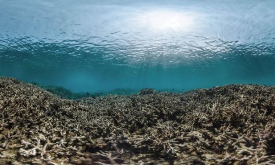 Photo: XL Catlin Seaview Survey