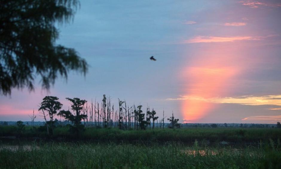 In this July 16, 2017, photo, the sun rises on a "ghost forest" near the Savannah River in Port Wentworth, Ga. Rising sea levels are killing trees along vast swaths of the North American coast by inundating them in salt water. The dead trees in what used to be thriving freshwater coastal environments are called “ghost forests” by researchers. Photo: Stephen B. Morton, AP