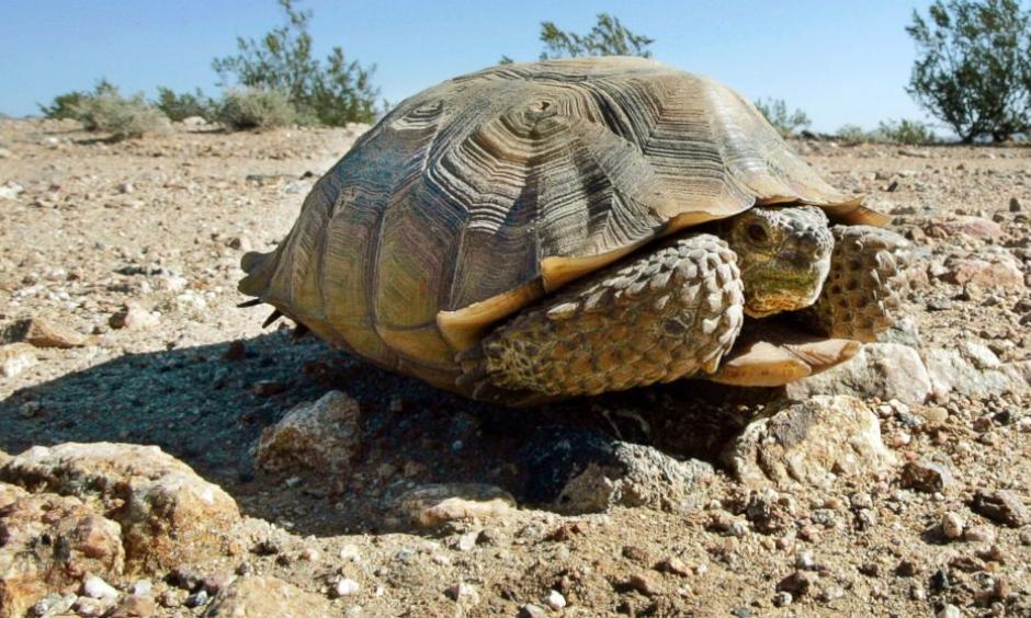 In this Sept. 3, 2008, file photo, an endangered desert tortoise sits in the middle of a road. Photo: Reed Saxon, AP