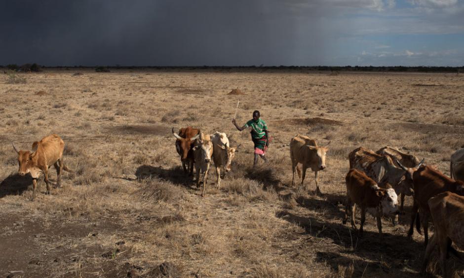 A man from the Pokot ethnic group illegally grazing cattle on Ol Maisor Ranch in Laikipia, Kenya. Hundreds of Pokot and Samburu people have invaded the ranch, cutting or breaking perimeter fences to graze thousands of cattle, goats and sheep. Photo: Tyler Hicks, The New York Times
