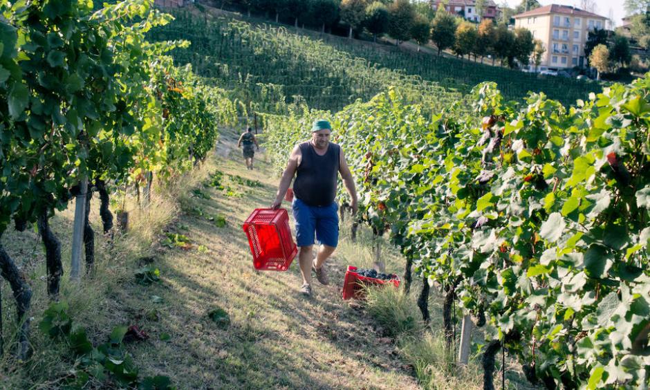 Donneschi Zvonko, 49, harvesting pinot nero grapes in Neive. Due to the high temperatures this year, the winemaker Castello di Neive has started harvesting the grapes three weeks earlier than usual. Photo: Alessandro Penso for The New York Times
