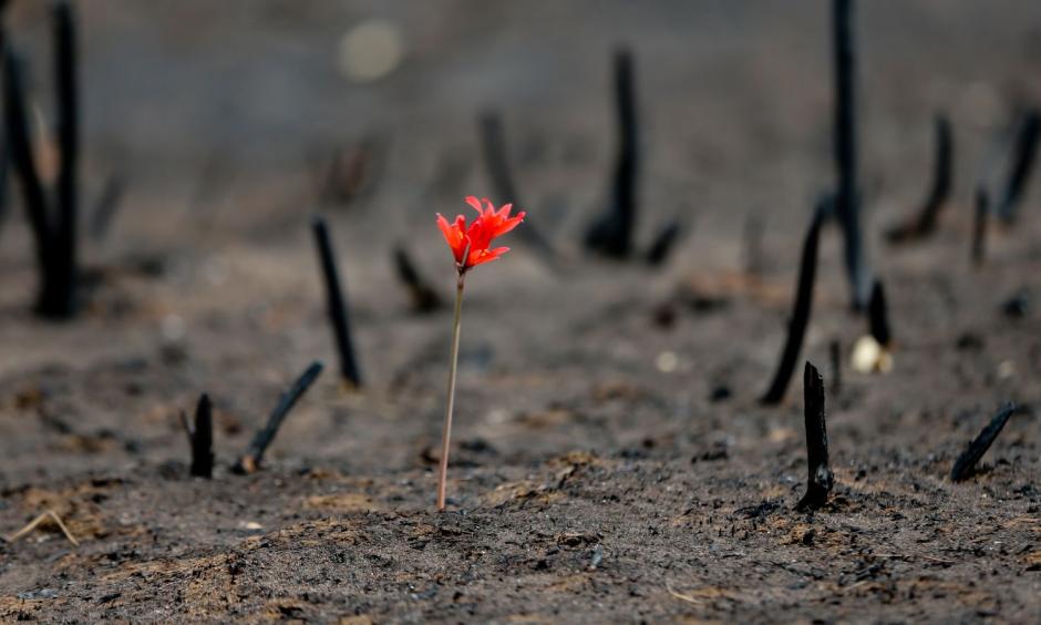 A flower shoots up through soot in a community razed by wildfires on Feb. 2nd, 2017. Photo: Esteban Felix, AP