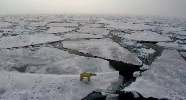 melting sea ice