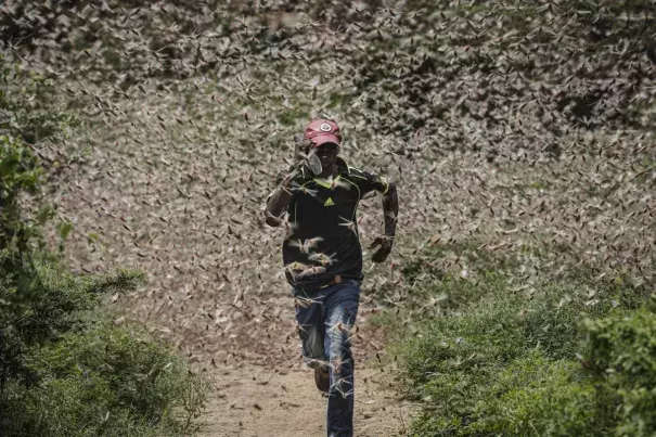 locust outbreak driven by climate change 