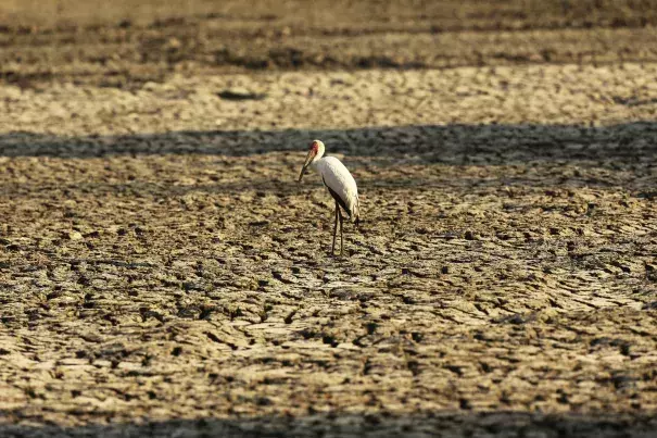 In this Oct, 27, 2019, photo, a bird stands on a sun-baked pool that used to be a perennial water supply in Mana Pools National Park, Zimbabwe. 