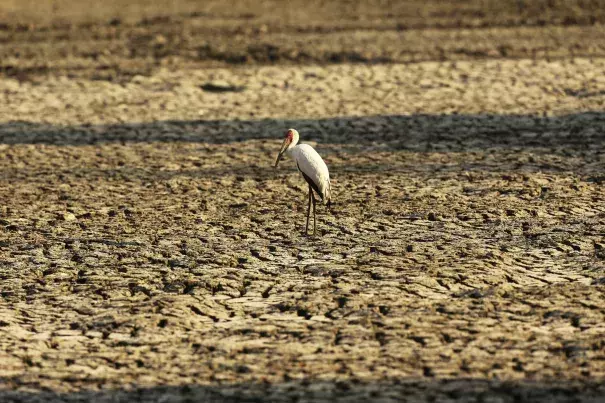 In this Oct, 27, 2019, photo, a bird stands on a sun-baked pool that used to be a perennial water supply in Mana Pools National Park, Zimbabwe.