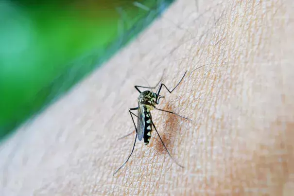 Dengue Outbreak