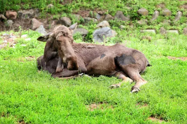 Exploding tick populations, rising temperatures, shorter winters, and flourishing white-tailed deer and their parasites are contributing to moose decline.