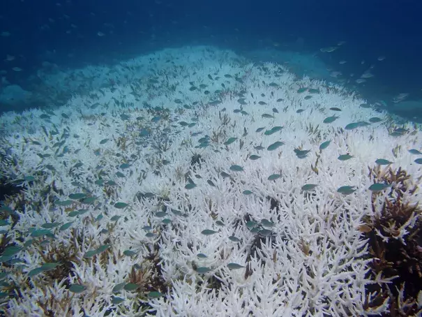 Global warming triggered the Earth’s third global coral bleaching event, which began in the north Pacific in the summer of 2014 and became global in 2015.