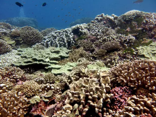 A pristine coral reef near the remote Millennium Atoll in the central Pacific. Photo: Jennifer Smith