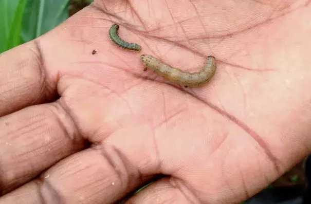 A fall armyworm, right. Photo: Taonga Clifford Mitimingi/Bloomberg