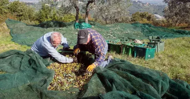 Harvesters gathering olives at Capezzana, the Contini Bonacossi family estate in Prato, Italy. Photo: Massimo Berruti for The New York Times