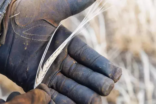 A head of poor-quality malt barley taken directly from a field in Power, Mont. Heat and a lack of water resulted in small and light kernels. Grain rejected for malt barley often ends up as animal feed. Photo: Tony Bynum