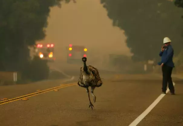An emu escapes a wildfire near Potrero, California, on Monday. In wildfire-prone areas, different animals have different responses to fire. Photo: Mike Blake, Reuters