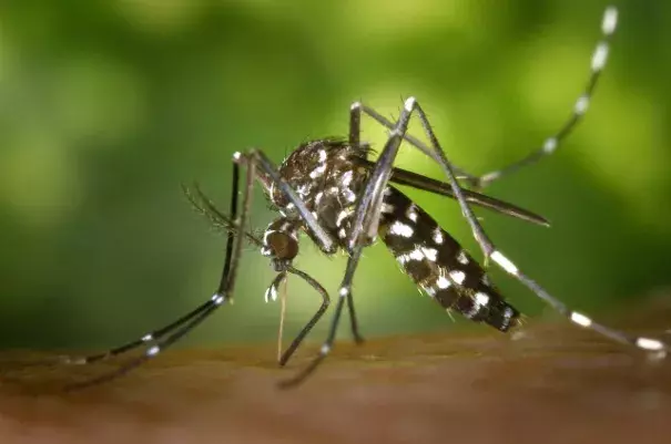 The Aedes albopictus mosquito, native to NYC, has been known to transmit Zika in other areas. Photo: Wiki commons