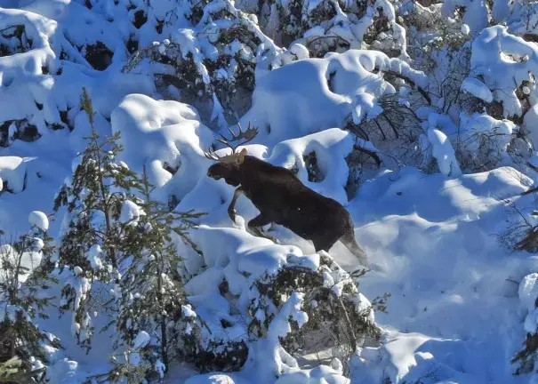 A bull moose moves through deep snow and brush while being observed during the Minnesota DNR's annual winter survey of the state's moose population in January. Photo: Mike Schrage, Fond du Lac Resource Management Division