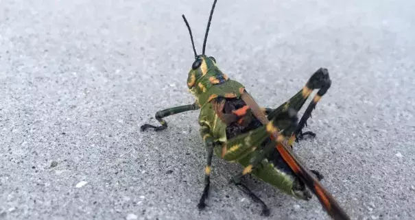 Parts of Argentina have been swarmed by a South American locust, Schistocerca cancellata, pictured here in Santiago Del Estero province. It is not found in North America. Photo: Juan Pablo Karnatz