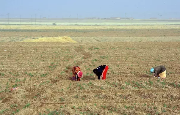 Women working in fields in northeastern Syria in 2010. Photo: Louai Beshara, Agence France-Presse