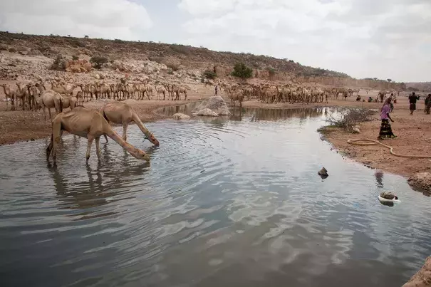 The diminishing stream at Dhudi, Bandar Bayla district in eastern Puntland. It is currently the only running water source within a 75km radius. Photo: Ashley Hamer, Al Jazeera