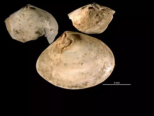 Mizzou researchers studied fossils of clams called Abra segmentum valves that had been infected by trematodes, collected from nothern Italy. Photo: Scientific Reports