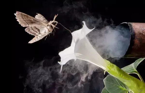 A tobacco hawk moth navigating to a flower amid air fouled by vehicle exhaust emissions. (Credit: Floris Van Breugel/University of Washington)