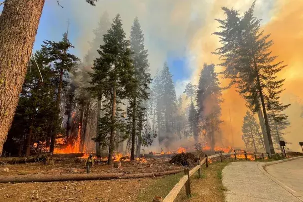 In this image provided by the National Park Service, a firefighter walks near the Mariposa Grove as the Washburn Fire burns in Yosemite National Park, Calif., Thursday, July 7, 2022. A portion of Yosemite National Park has been closed as a wildfire rages near a grove of California's famous giant sequoia trees, officials said. (Credit: National Park Service via AP)
