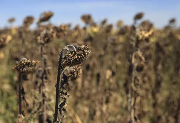 Sunflowers suffer from lack of water, as Europe is under an unusually extreme heat wave, in Beaumont du Gatinais, 60 miles south of Paris, France, Monday, Aug. 8, 2022. France is this week going through its fourth heatwave of the year as the government warned last week that the country is faced with the most severe drought ever recorded. Some farmers have started to see a decrease in production especially in fields of soy, sunflowers and corn. (Credit: Aurelien Morissard/AP Photo)