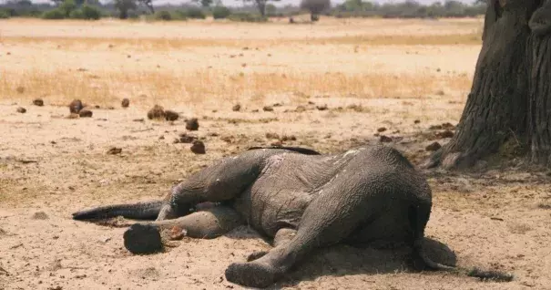 Dead elephant lays in the Hwange National Park, Zimbabwe. Credit: AP