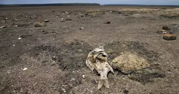 Drought. Photo: africanews