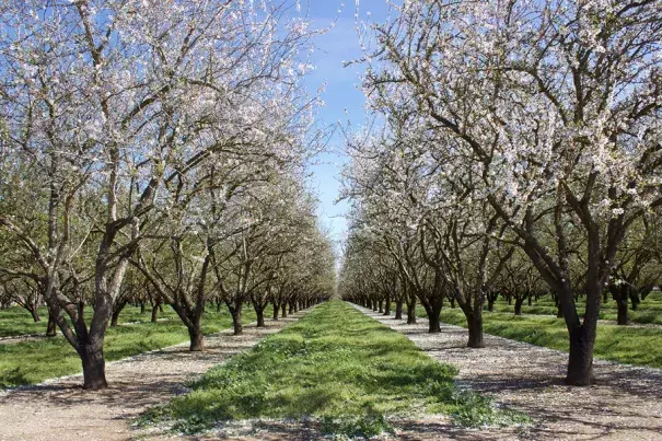 Almond blossoms give a taste of spring at the Kimmelshue Orchards in Durham, Calif., on March 8. Photo: Jessica Mendoza, Christian Science Monitor