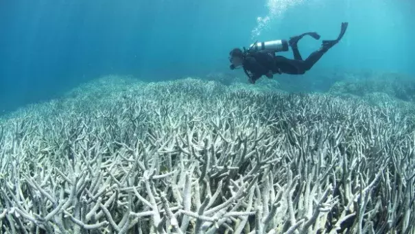 A diver checking out the Great Barrier Reef bleaching at Heron Island in February. Photo: XL Catlin Seaview Survey