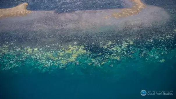 The National Coral Bleaching Taskforce has found record levels of bleaching on the Great Barrier Reef. Photo: Terry Hughes