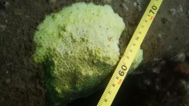 The coral bleaching is now widespread in the harbour, researchers say. Photo: Matthew Nitschke