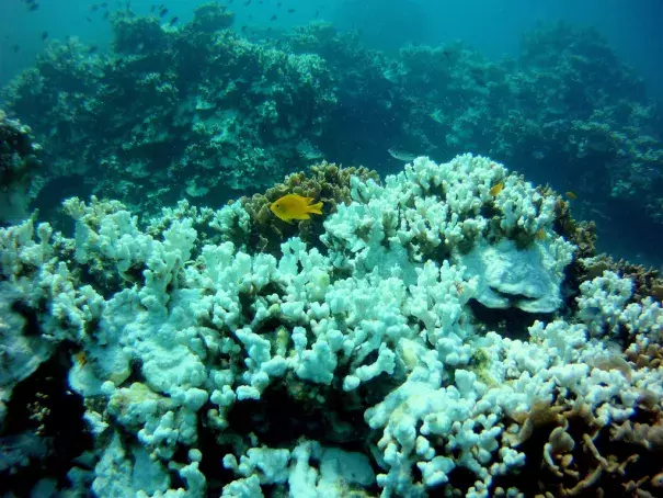 Coral bleaching. Photo: Eco Cafe' Phuket