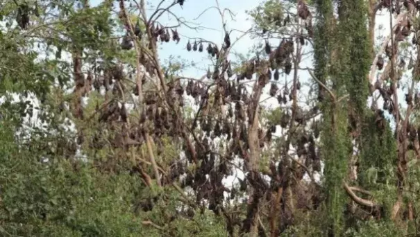 Whole colonies of bats have up and left the east coast of Australia, baffling experts. Photo: Stuff.co.nz