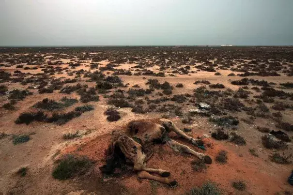 This Saturday, March 12, 2011 picture shows a dead camel in the desert outside the southeastern village of Ben Guerdane. Photo Associated Press
