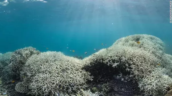 Dramatic coral bleaching, seen in Australia's Great Barrier Reef from March 2016. Photo: CNN
